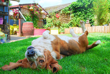 Happy Female Basset Hound Play And Laying Down On Green Grass