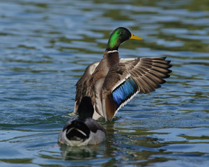 Wall Mural - Male Mallard display.