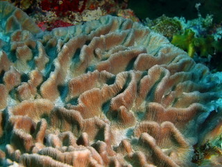 Stone coral