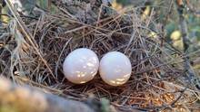 Mourning Dove Eggs In Nest At Sunrise In Desert In South Texas, Zenaida Macroura