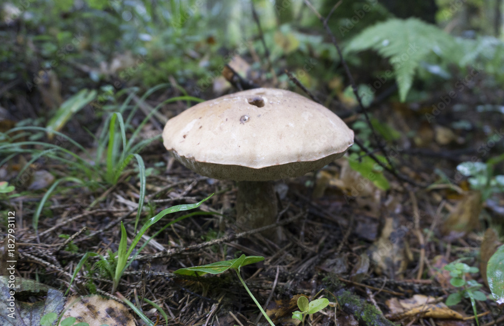 Mushroom family of red boletus with autumn leafs