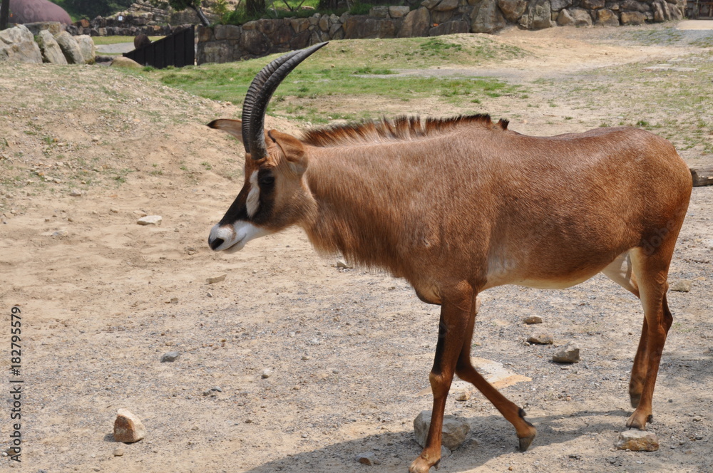 角レプリカ　ウシ科　クーズー　骨　ヤギ　インテリア　草食動物 角レプリカ ウシ科 クーズー 骨 ヤギ インテリア 草食動物