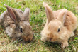 two young grey and red rabbits sitting on green grass, close up.