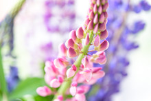 Lupines Beautiful Flowers On A Blurred Boreh Background