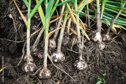 Cuadros en Lienzo Harvesting garlic in the garden
