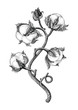© channarongsds - Cotton plant hand drawing vintage engraving style isotale on white background