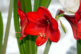 Red amaryllis blooming on window sill indoors