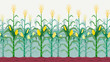 Seamless isolated cornfield