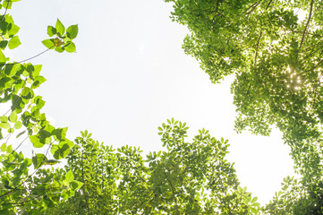 Wall Mural - frame of green leave with sunlight