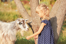 Little Girl Feeding Goat With Herbs On Farm
