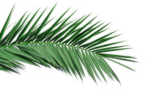 Green Leaf Of A Palm Tree. Isolate On White Background.