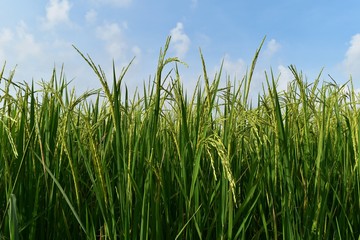 green rice in rice field for nature background