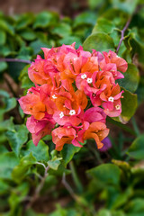 Wall Mural - Orange Bougainvillea