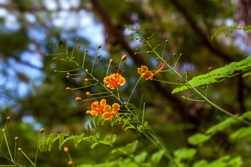 Wall Mural - Dwarf Poinciana