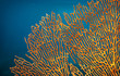 Orange soft coral Subergorgia sp or Subergorgonia, marine life, close up underwater background