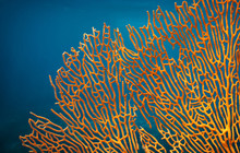 Orange Soft Coral Subergorgia Sp Or Subergorgonia, Marine Life, Close Up Underwater Background