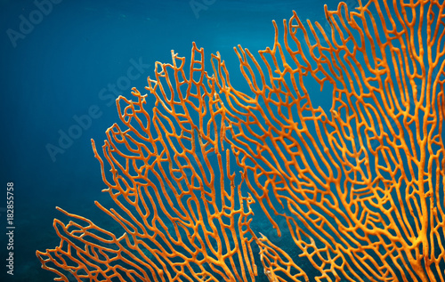 Orange soft coral Subergorgia sp or Subergorgonia, marine life, close up underwa Tableau sur Toile