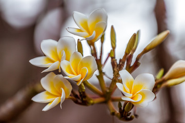 Wall Mural - Frangipani flowers (plumeria)