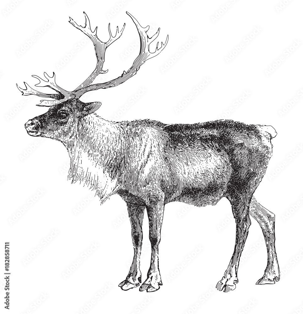 Reindeer (Rangifer tarandus) / vintage illustration - obrazy, fototapety, plakaty 