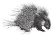 Crested Porcupine (Hystrix cristata) / vintage illustration
