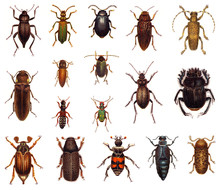 Beetle Collection / Vintage Illustration