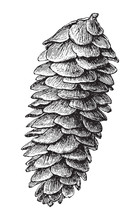White Spruce (Picea Alba) / Vintage Illustration