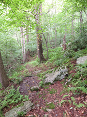 Forest Trail