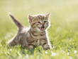kitten meowing in the green grass