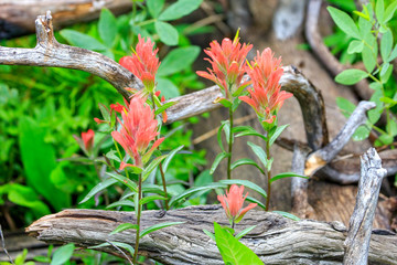 finch lake wildflowers 2