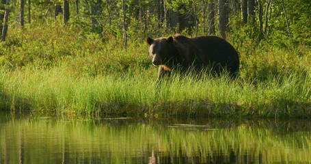 Wall Mural - close-up of large adult brown bear walking free in the forest