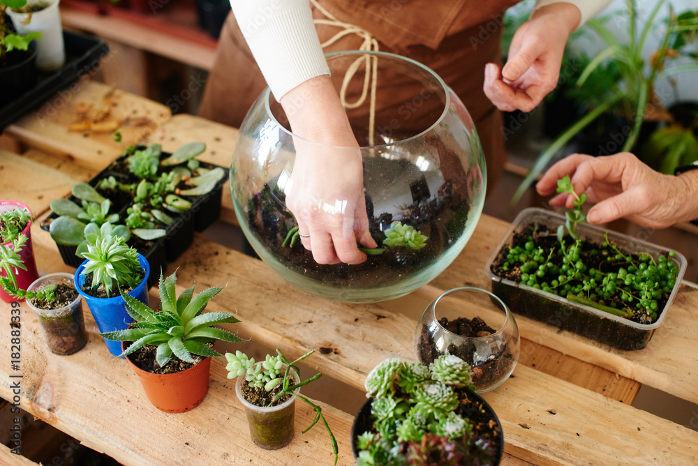 Women's hobby. Girl nerd florist make a mini terrarium with house plants - obrazy, fototapety, plakaty 