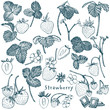Strawberry vector illustration. Engraved style illustration. Sketched hand drawn berry, flowers, leafs and branches.