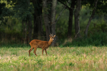 Wall Mural - deer in summer