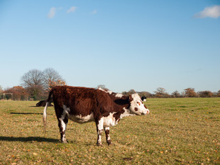 brown and white cow close up sign view green grass land diary