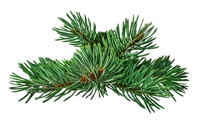 green fir branch on white background with clipping pass