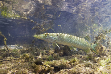 Wall Mural - Freshwater fish Northern pike (Esox lucius) in the beautiful clean pound. Underwater shot with nice bacground and natural light. Wild life animal.