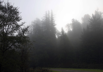 Riverfront Regional Park - two beautiful lakes for fishing, kayaking, canoeing and stand-up paddling. A trail loops around the larger lake, Lake Benoist, with beach on the Russian River, redwood.