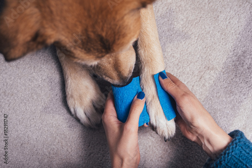 Fotografie, Obraz Girl putting blue bandage on injured dog paw