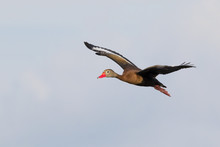Black-bellied Whistling Duck (Dendrocygna Autumnalis) Flying, Galveston, Texas, USA.