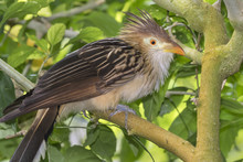 Guira Cuckoo (Guira Guira), Captive (native To South America)