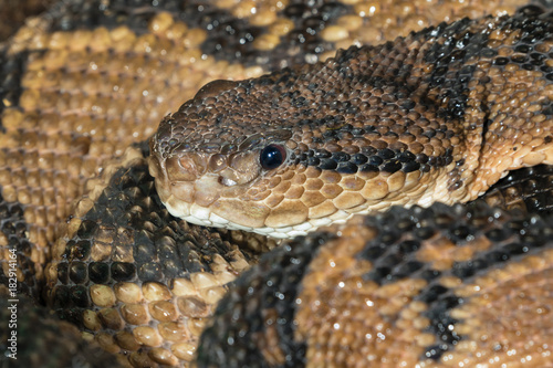 Fotografie, Obraz South American Bushmaster (Lachesis muta) portrait, captive (native to South Ame