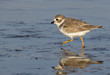 Piping plover (Charadrius melodus) in winter plumage at the ocean coast, Galveston, Texas, USA.