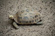 Yellow turtle or Elongated tortoise / One Turtles walking