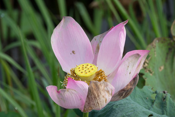 Lotus flower. Close focus of a beautiful fresh pink lotus flower with copy space for text or advertising. The background is the pink lotus flowers and yellow lotus bud in a pond