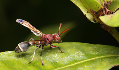 Canvas Print - Hornets are nesting