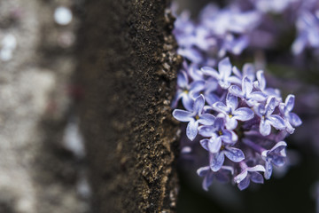 lilac flowers