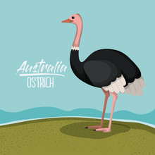 Australia Ostrich Poster With Outdoor Scene In Colorful Silhouette Vector Illustration