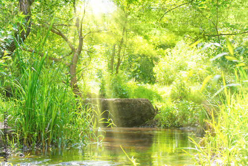 Foto Stream in the tropical forest with sun light
