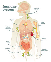 Illustrated Vector Human Immune System