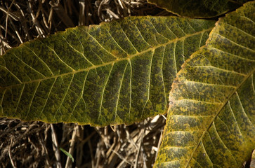 Closeup of two leaves